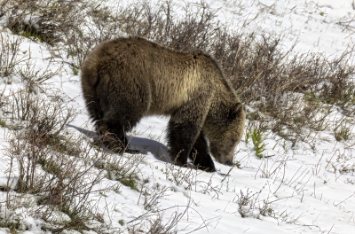 Snow and Cubs YNP May 2025
